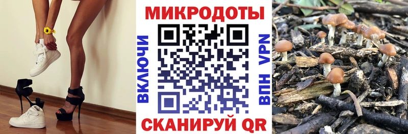 Купить  Химки  Псилоцибиновые грибы GOLDEN TEACHER 